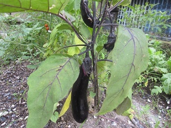 nanto家菜園収穫?!