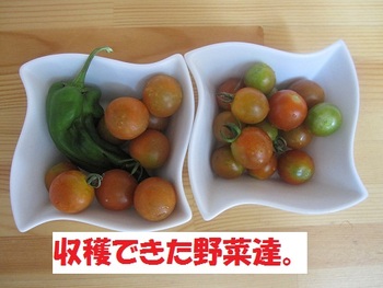 nanto家菜園収穫?!