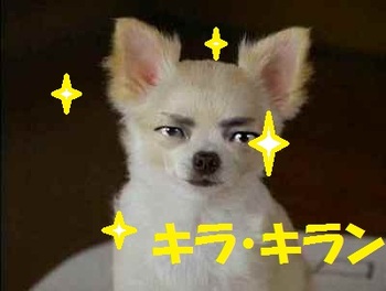 お花盛り・もり・・・