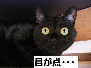chadd33とbigⅡのコラボ・・・???
