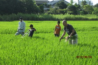 H240804_7：00～8：00_ヒエトリ