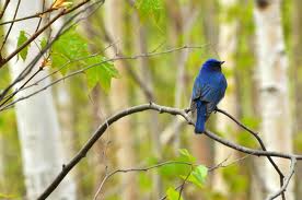 青い鳥を探すのはやめましょう