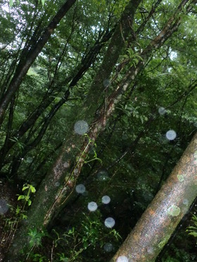 森の精霊たちと❤　in Yakushima