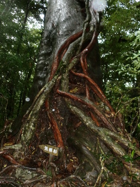 森の精霊たちと❤　in Yakushima