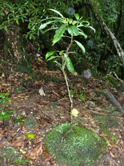 森の精霊たちと❤　in Yakushima