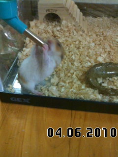 我が家の新メンバー