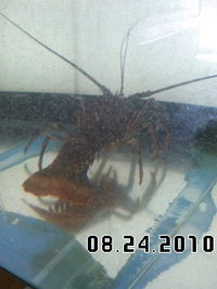 伊勢海老