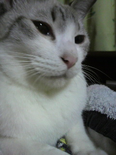 私のお気に入り BYぱるネコ