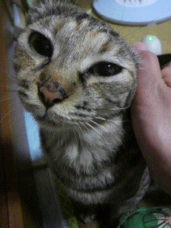 まとわりつくネコ。