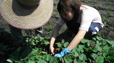 芋の苗取り体験♪