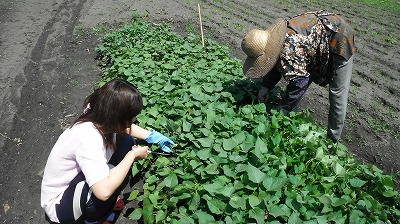 芋の苗取り体験♪