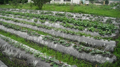 芋畑の草取り・・・