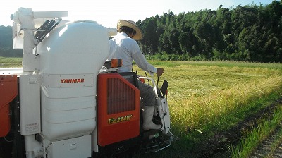 今年の稲刈りは最強でした、、、②