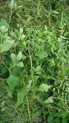 芋畑の草取り・・・