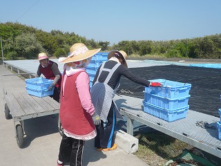 志布志湾で獲れたちりめんはおいしいですよ♪の巻き