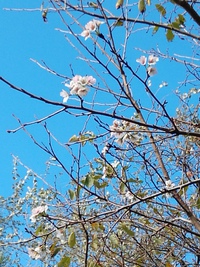 桜が咲いてます♪ 2018/09/27 13:31:04