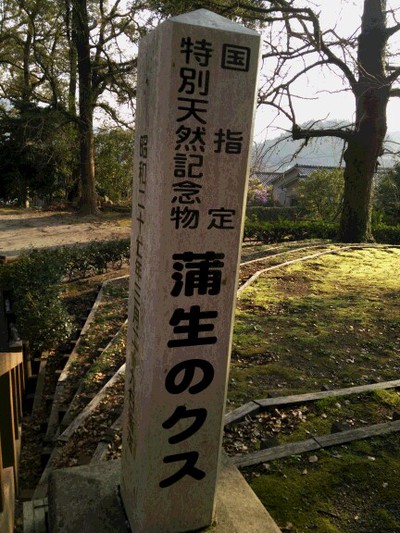 蒲生の大クス