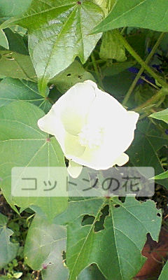 コットンの花
