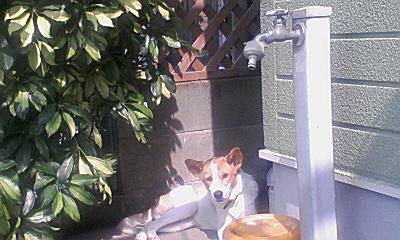 わんこの不思議