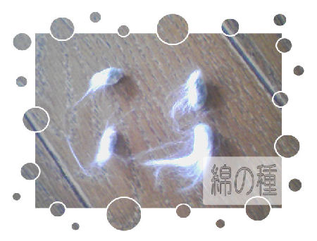 綿の種