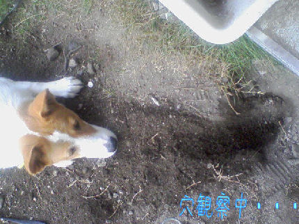 観察したりして