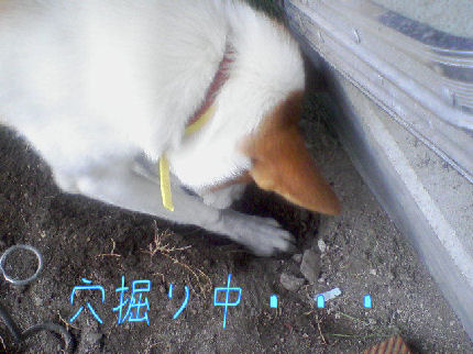 穴掘ってます