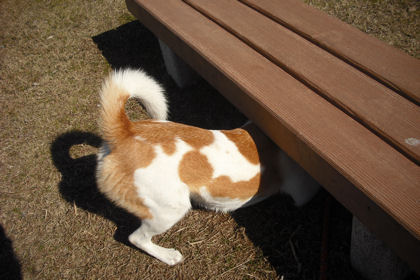 お散歩日和