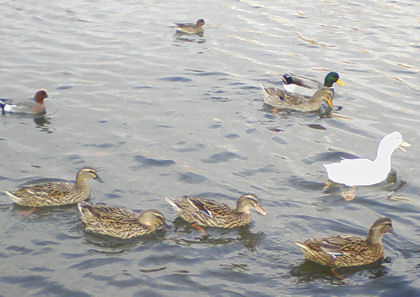 野鳥観察