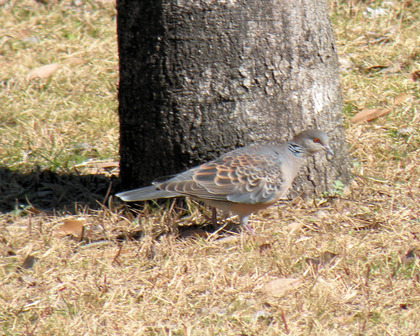 今日のお散歩と野鳥達