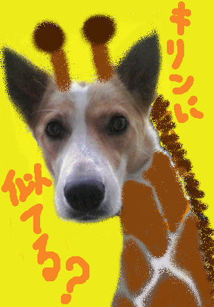 私はキリン