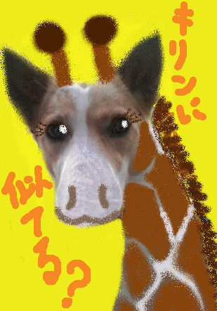 キリン完成