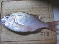 本日の釣果
