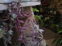 Teboya