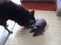 あずきチャンと手乗り豚のラインちゃん(^з^)-☆
