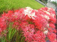 彼岸花