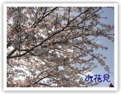 お花見