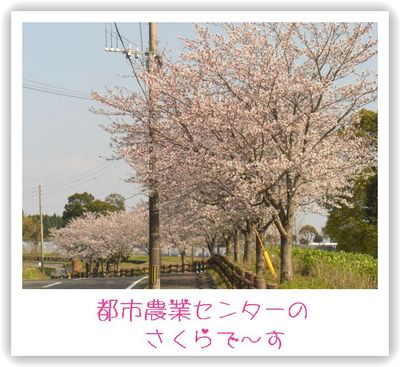 お花見