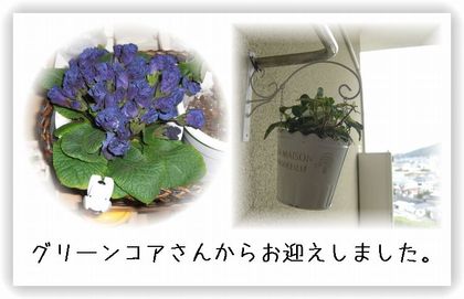 我が家に仲間入り