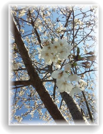 お花見