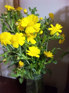 何の花?