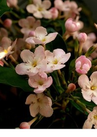 働く女性のアイウエオコーチング　イ　その４～花言葉を添えて～