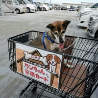 わんこも一緒にお買い物♪ 2020/09/25 12:10:00