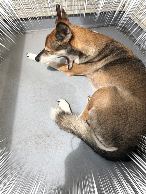 今日もパトロール