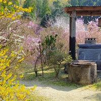 岩つつじ山へ*薩摩町鶴田 2021/03/20 09:30:00