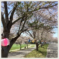 今年の桜 2021/04/09 13:46:27