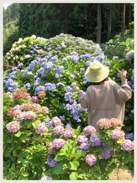 洗川あじさい園へ 2021/06/24 12:17:39