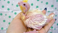 ふなっしーの紹介