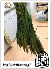 鳥のオヤツ「粟穂」試験販売