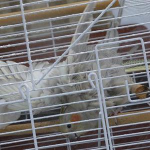 ミクダヨーの紹介 ミクダヨーの紹介