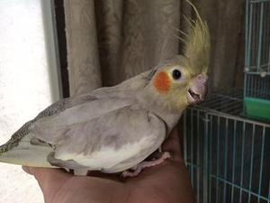ミクダヨーの紹介 ミクダヨーの紹介
